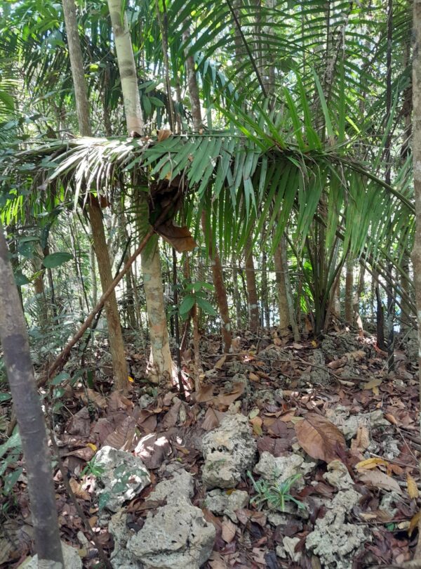 copy of tarsier