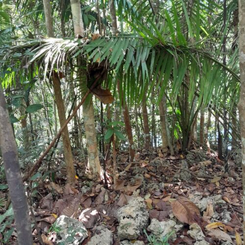 copy of tarsier
