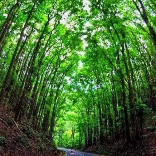 copy of man made forest