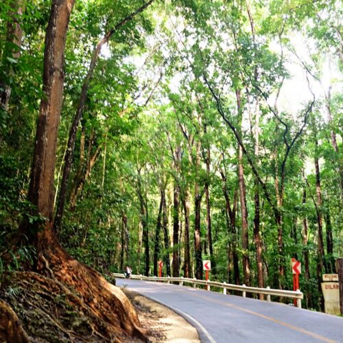 copy of man made forest bilar