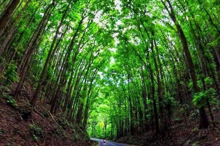 copy of man made forest