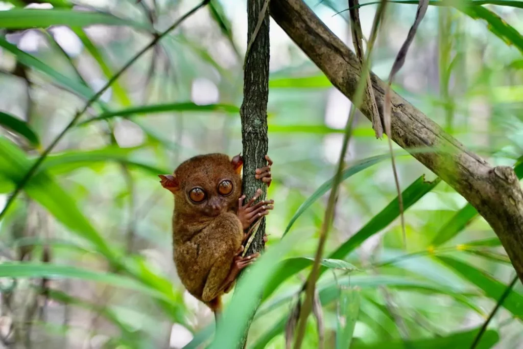 copy of philippine tarsier sanctuary 2700