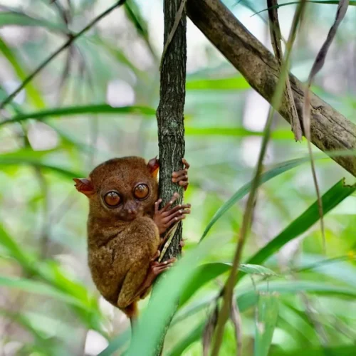 copy of philippine tarsier sanctuary 2700