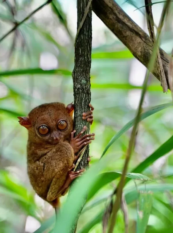 copy of philippine tarsier sanctuary 2700