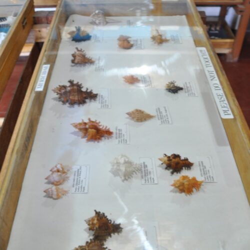 copy of shells