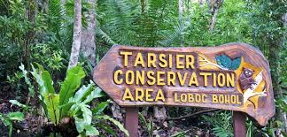 copy of tarsier conservation